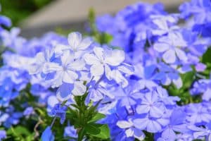 Plumbago Plant