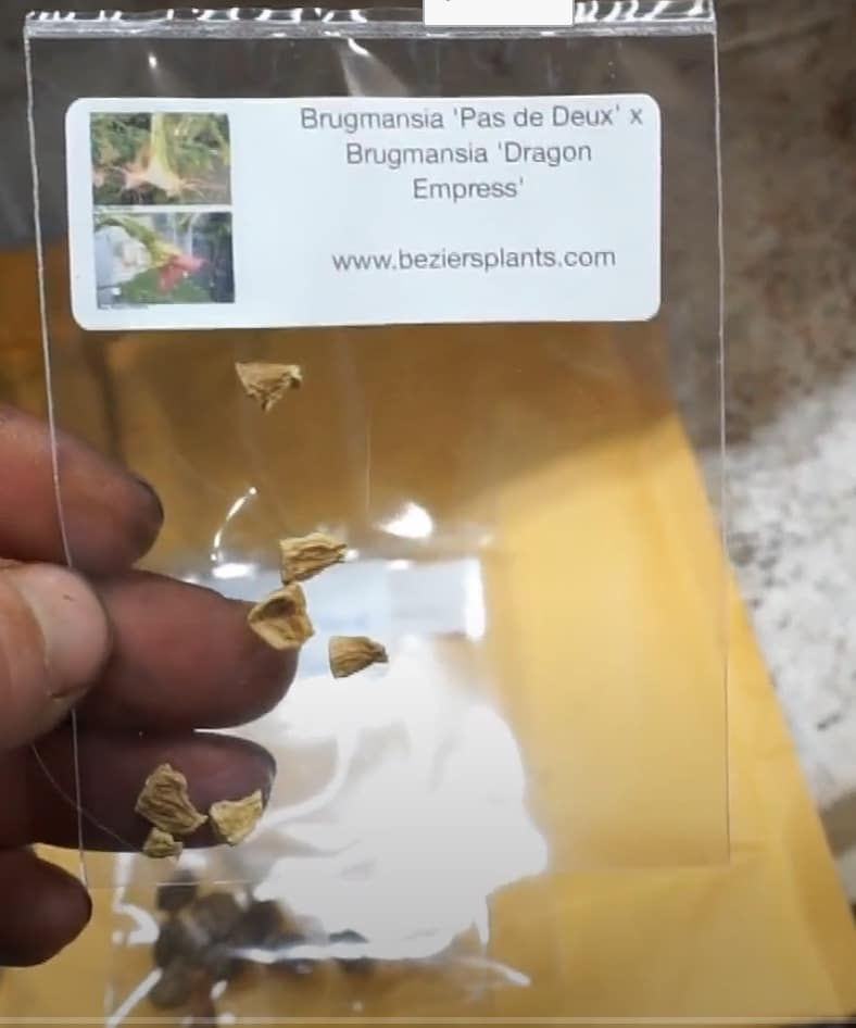 brugmansia from seed