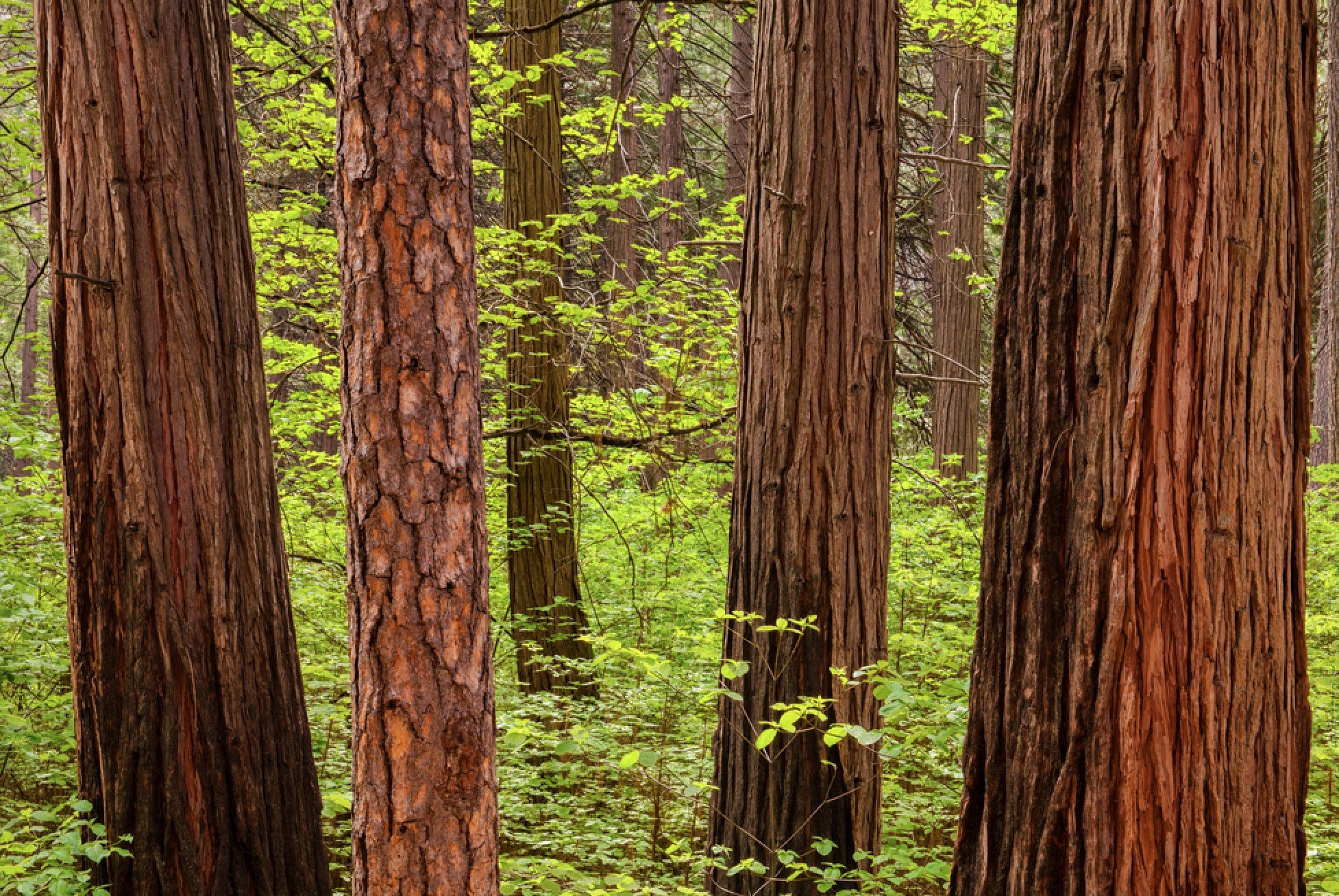 3 Incense Cedar cedar trees and a ponderosa pine