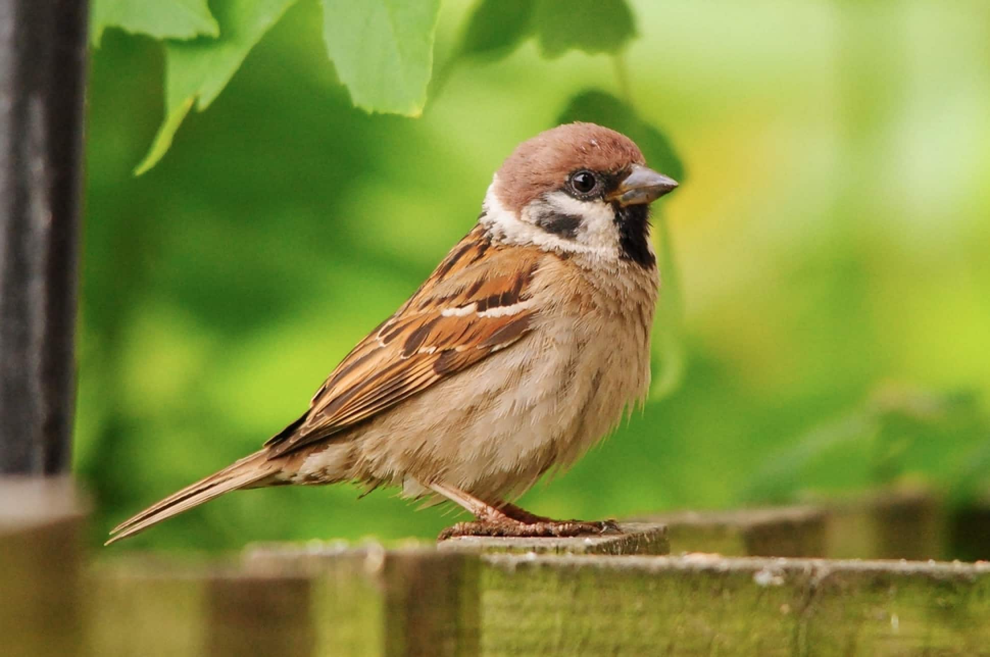 What does it mean when a brown bird visits the window