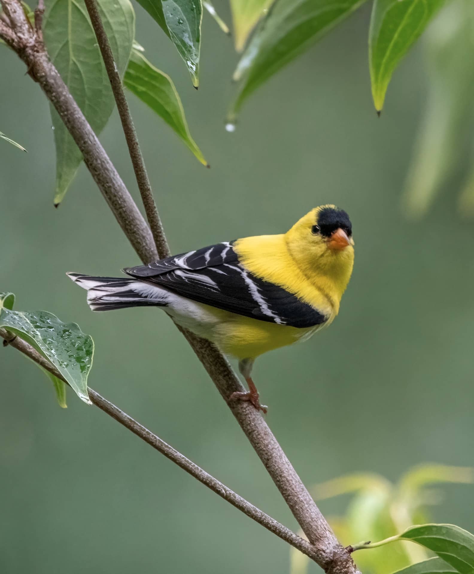 American Goldfinch on a Branch