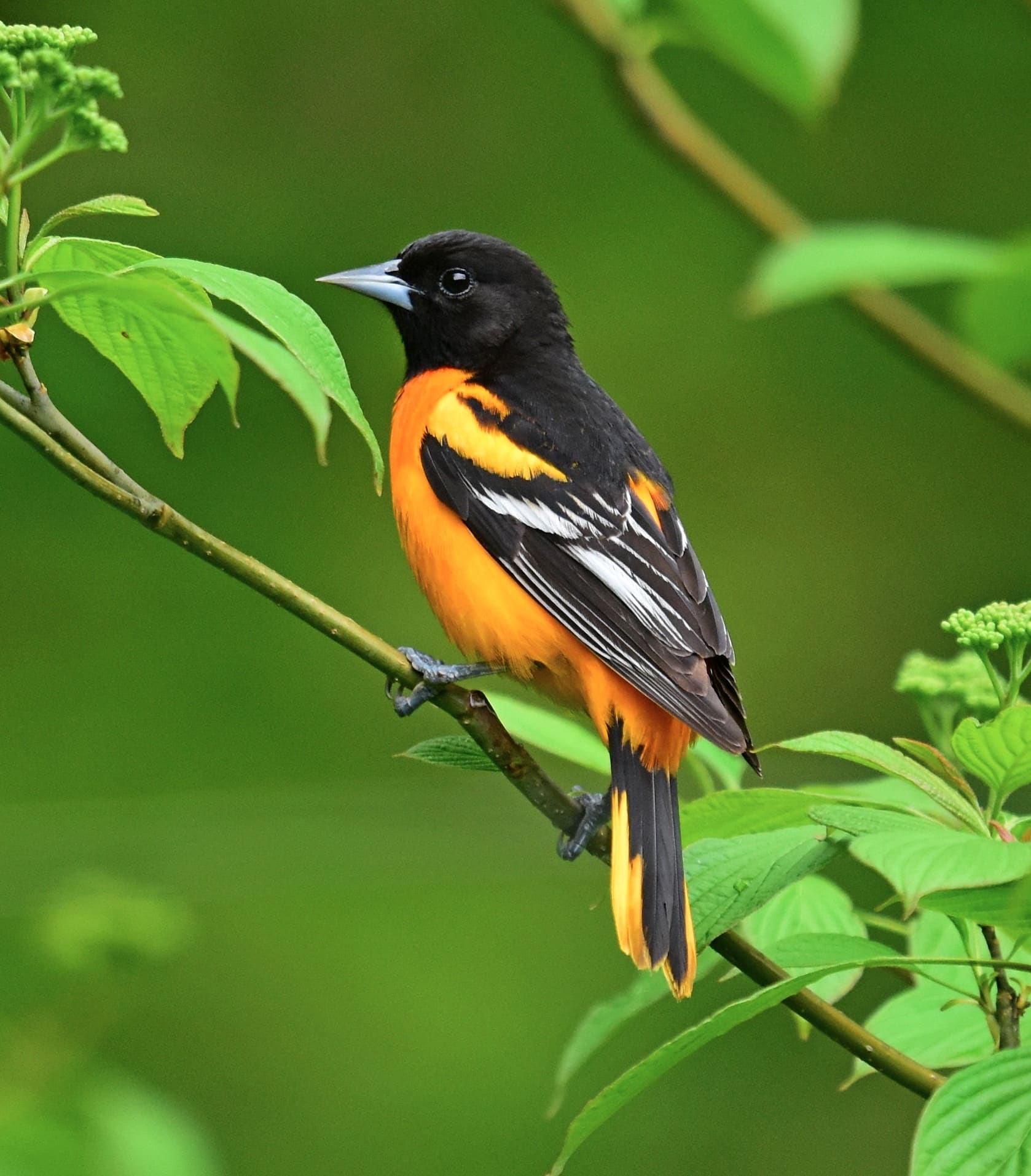 Baltimore Oriole