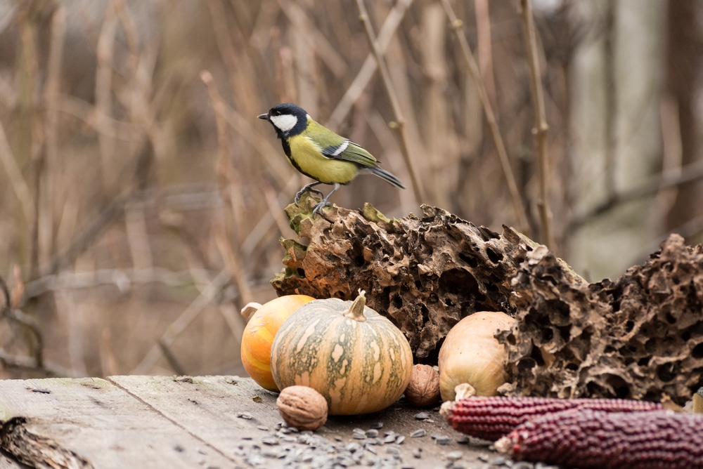 Birds can eat pumpkin seeds