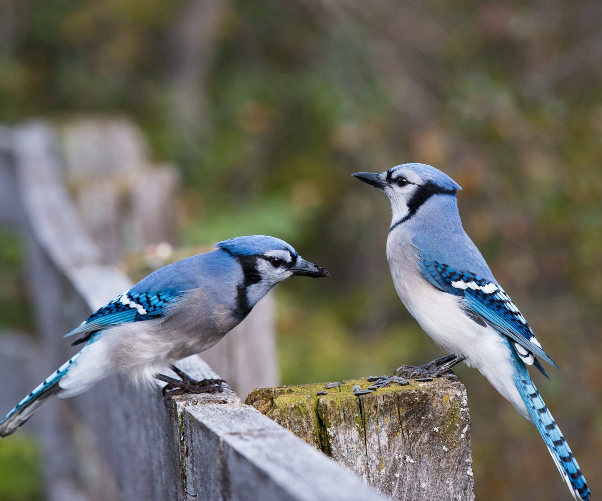 Birds Perched (Two Blue Jays)