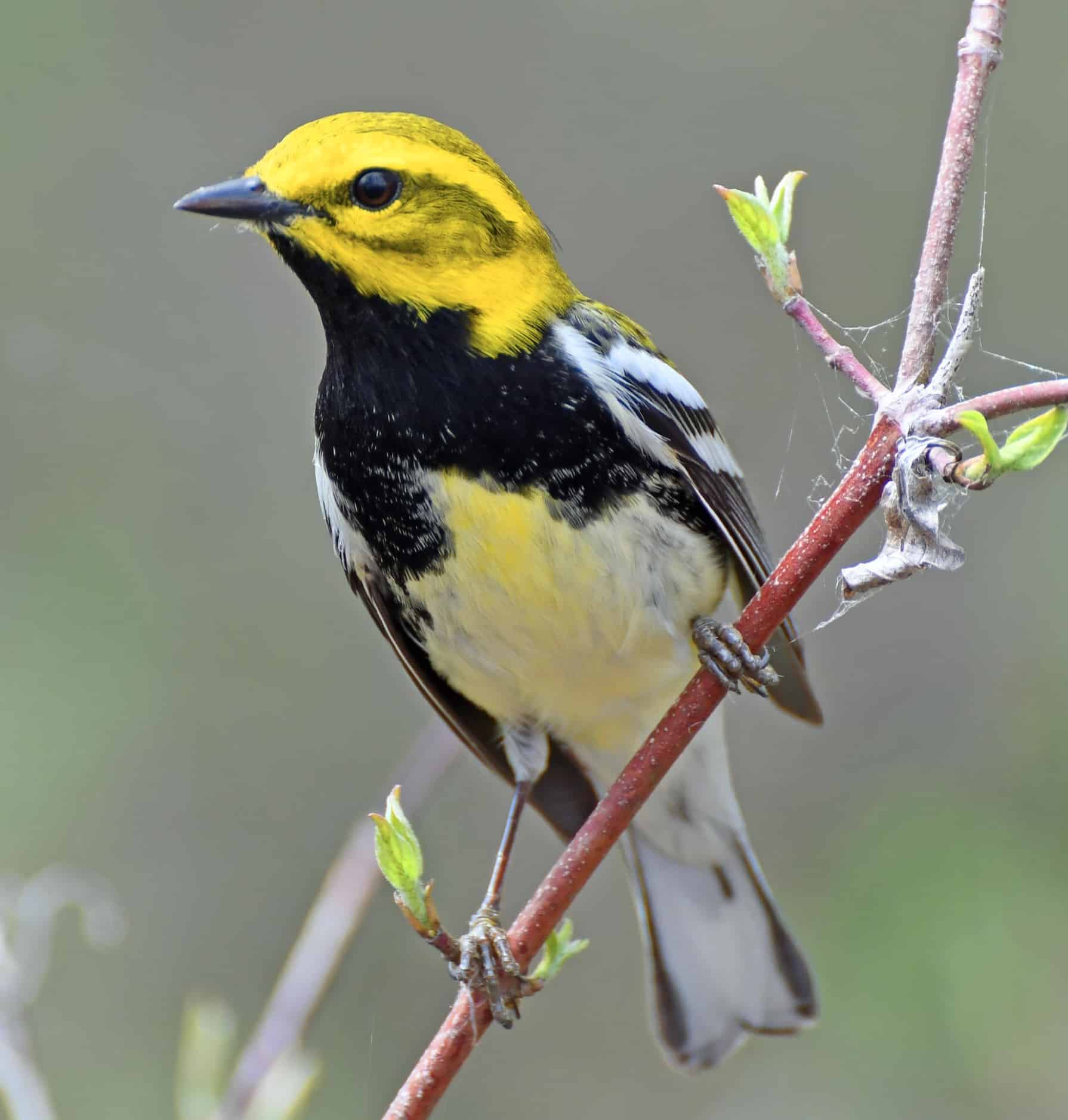 Black-throated Green Warbler