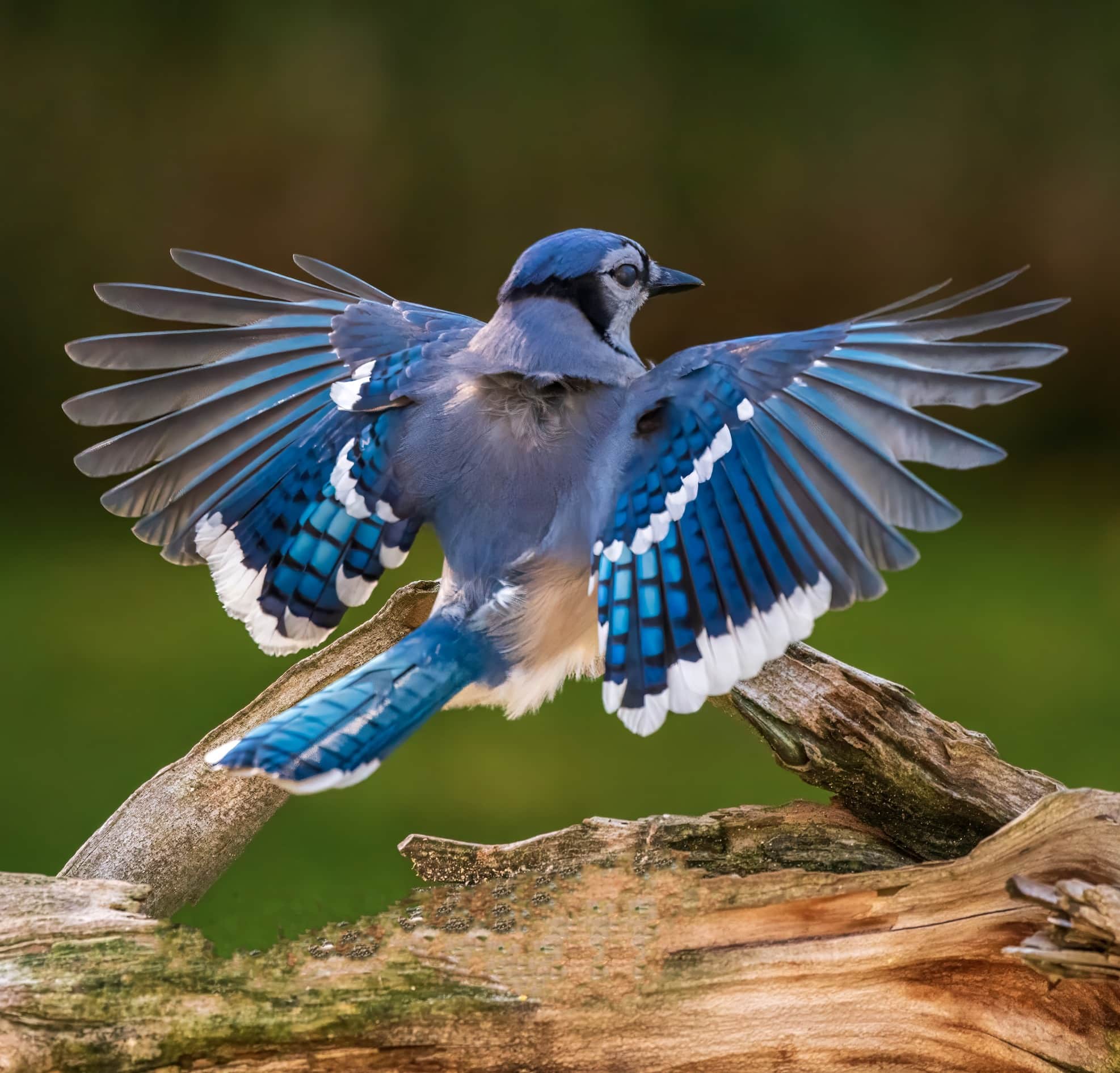 Blue Jay Flying