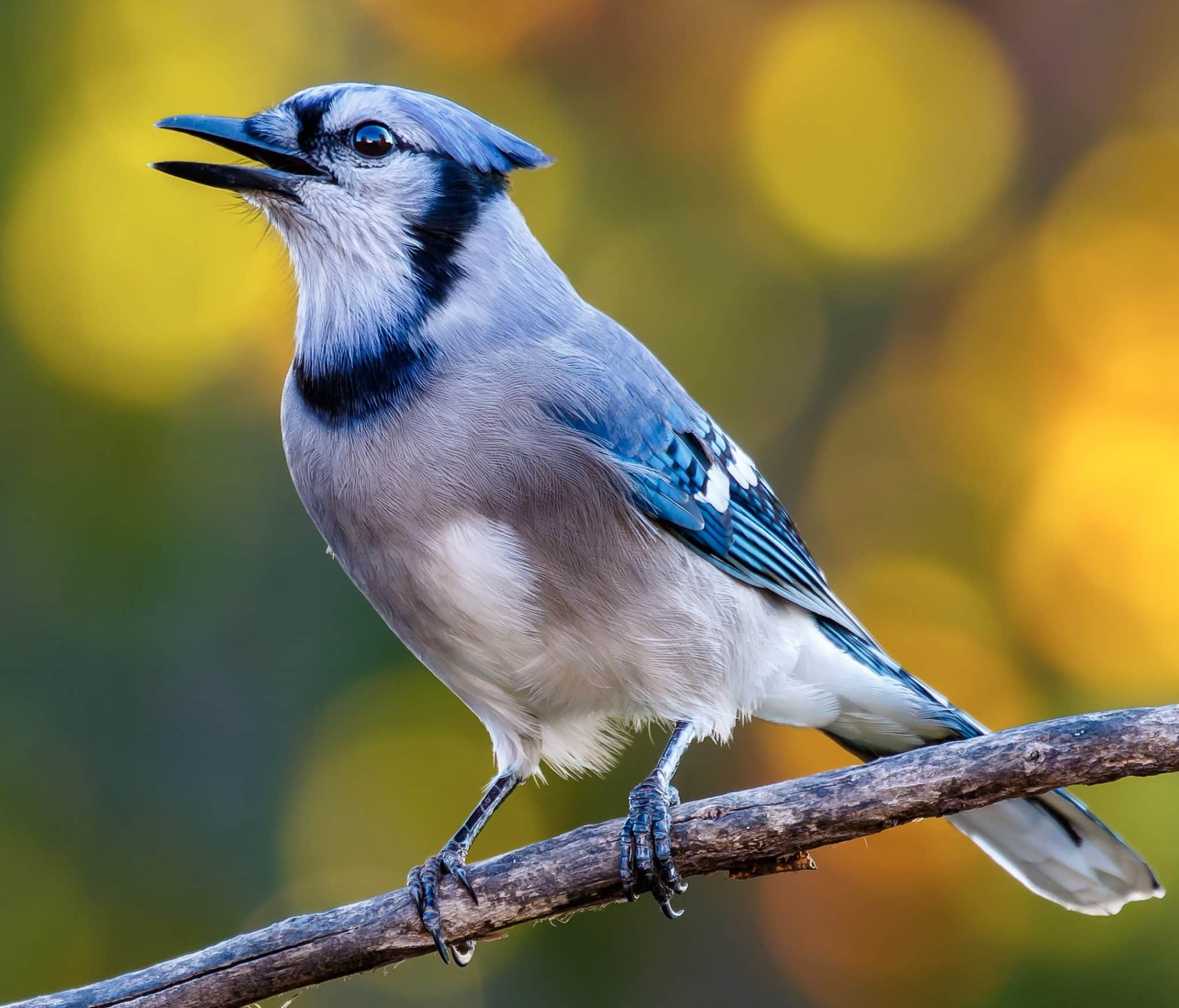 Blue Jay Up Close