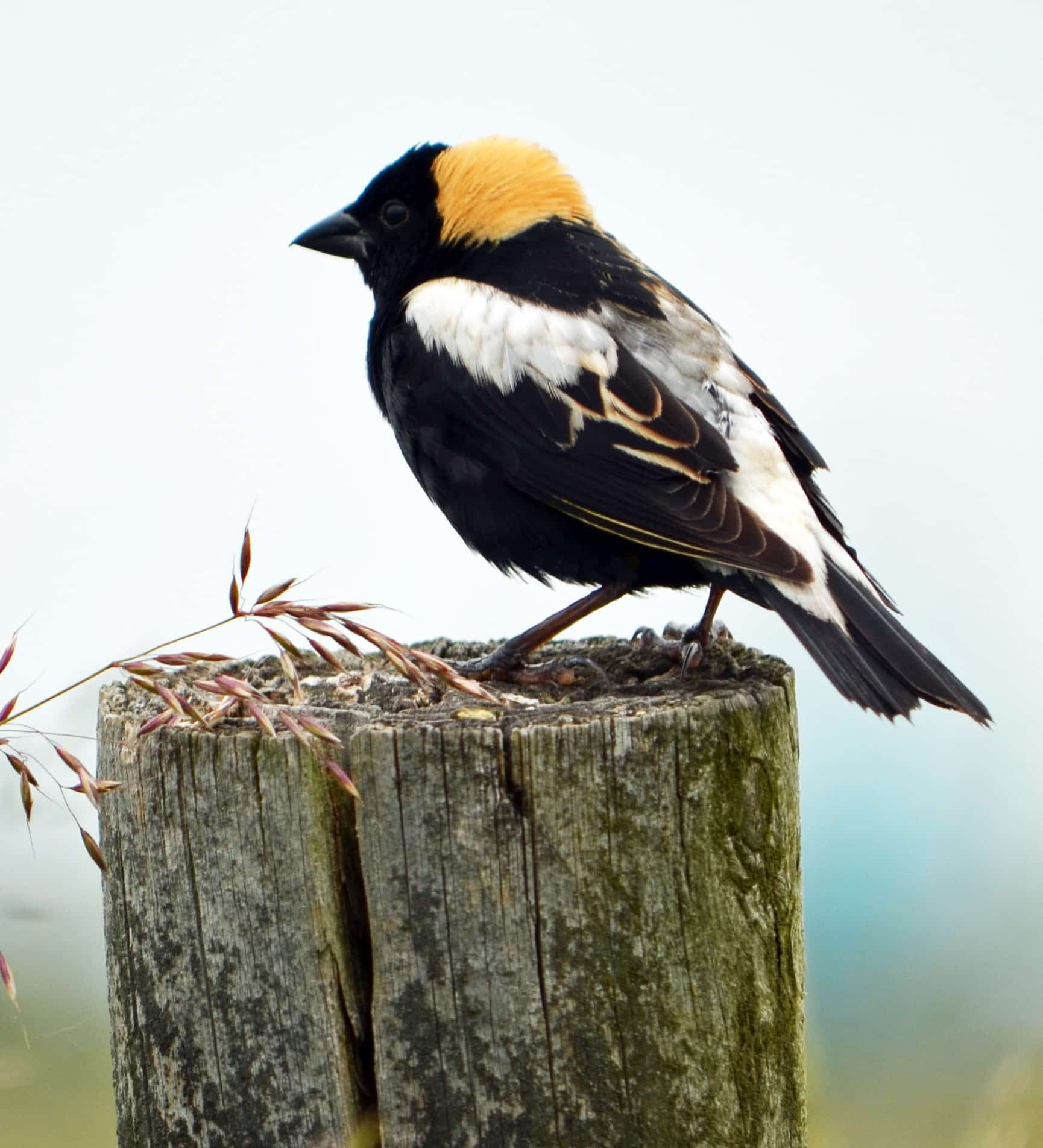 Bobolink on a stump