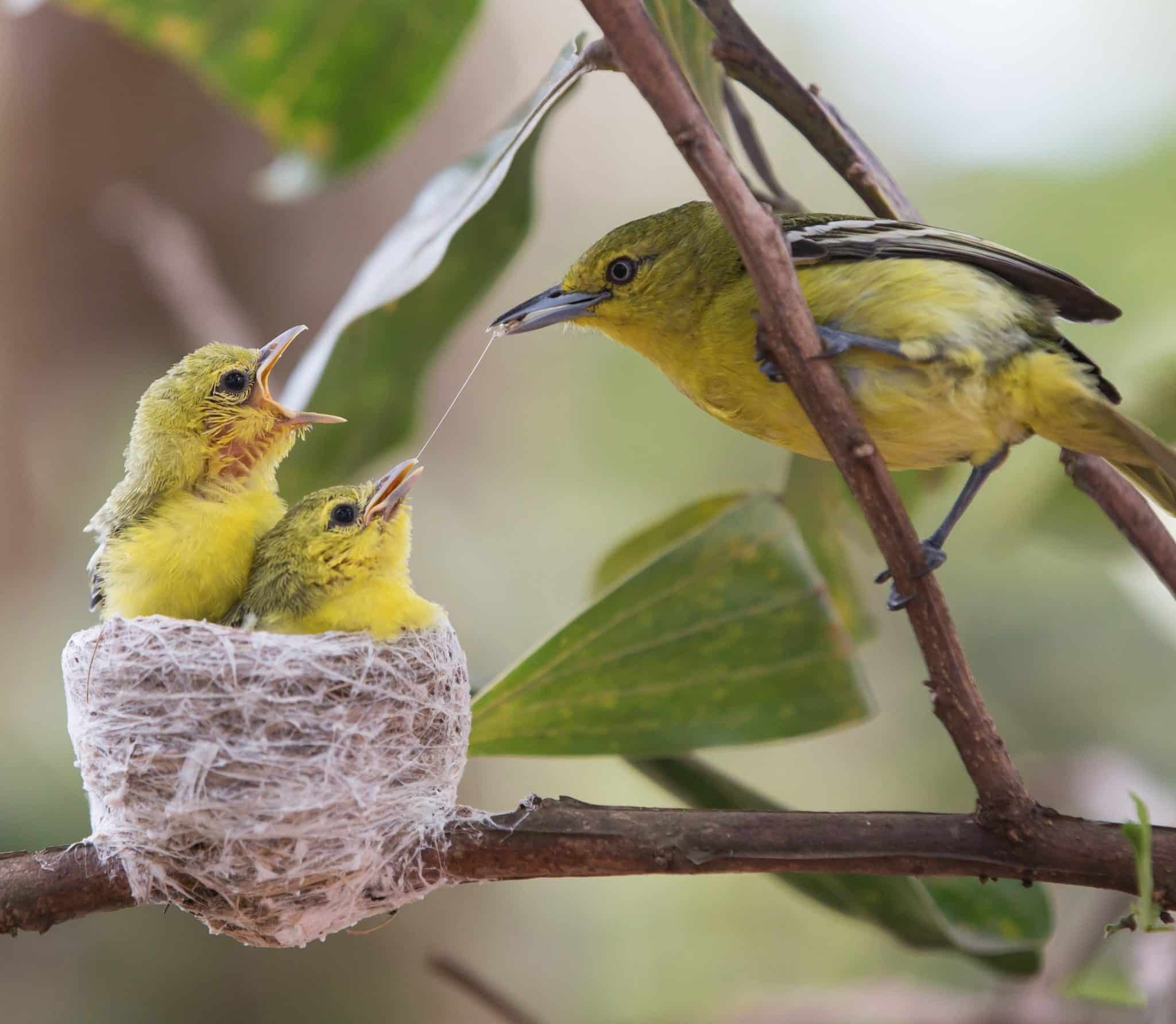 Common Iora