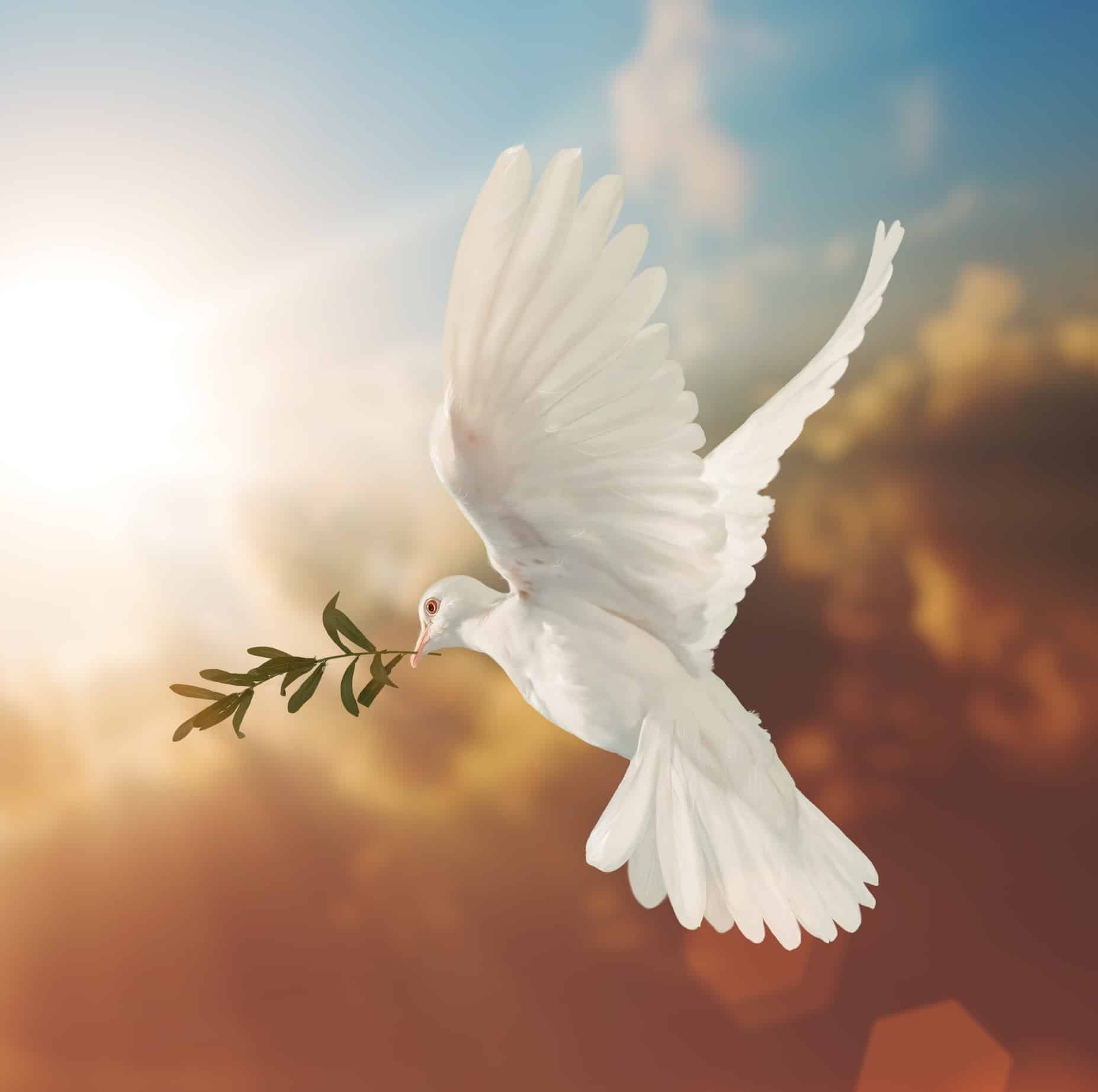  Dove Flying Down From Heaven