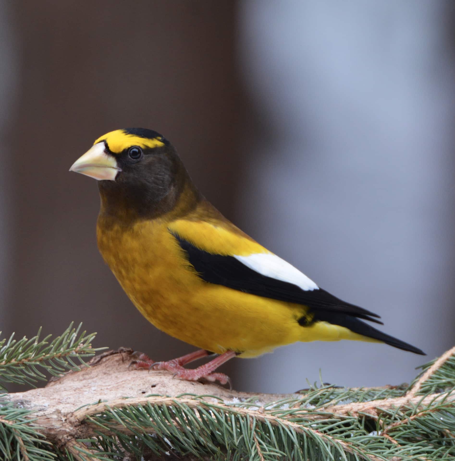 Evening Grosbeak in a pine tree