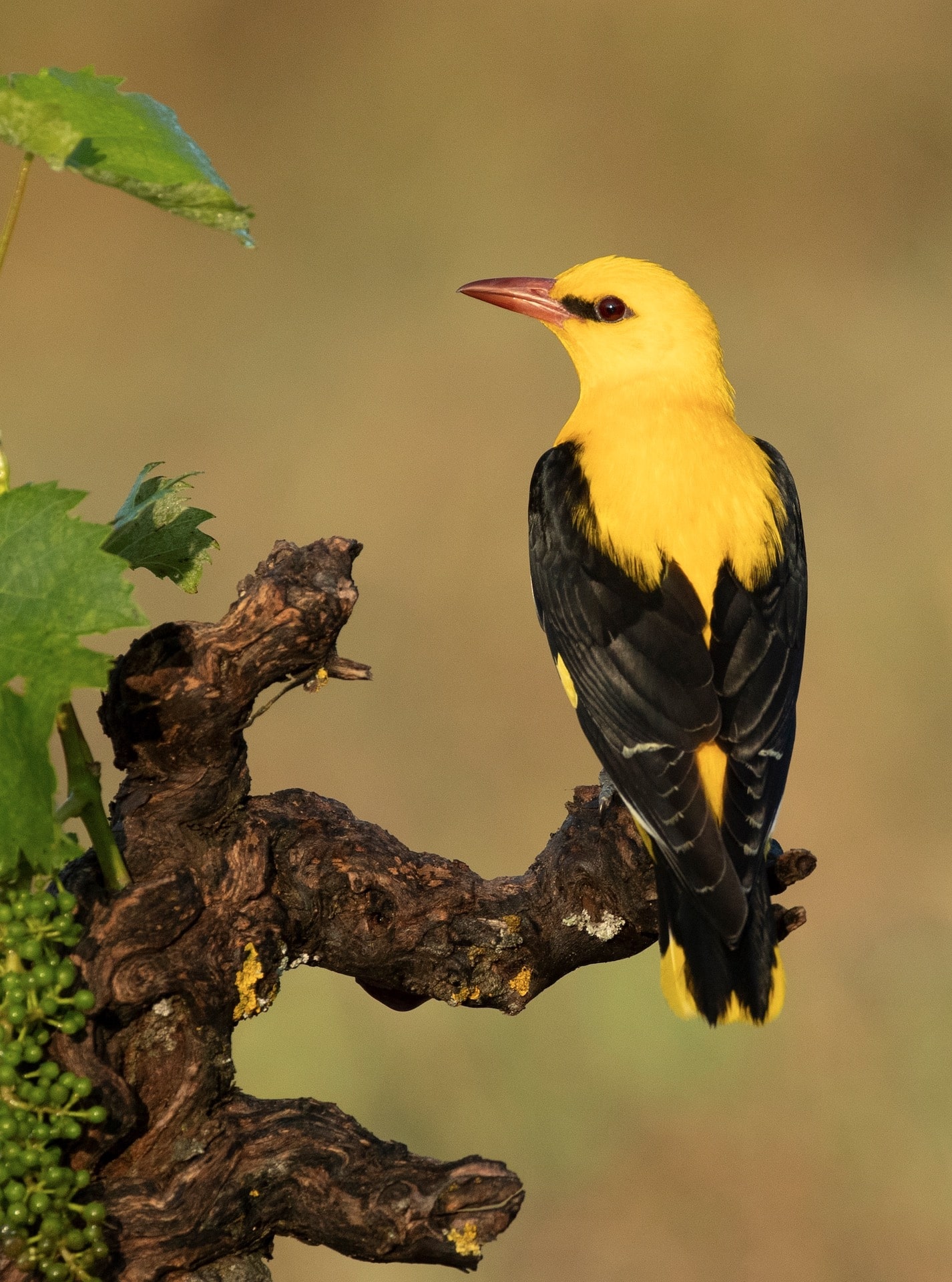 Golden Oriole perched