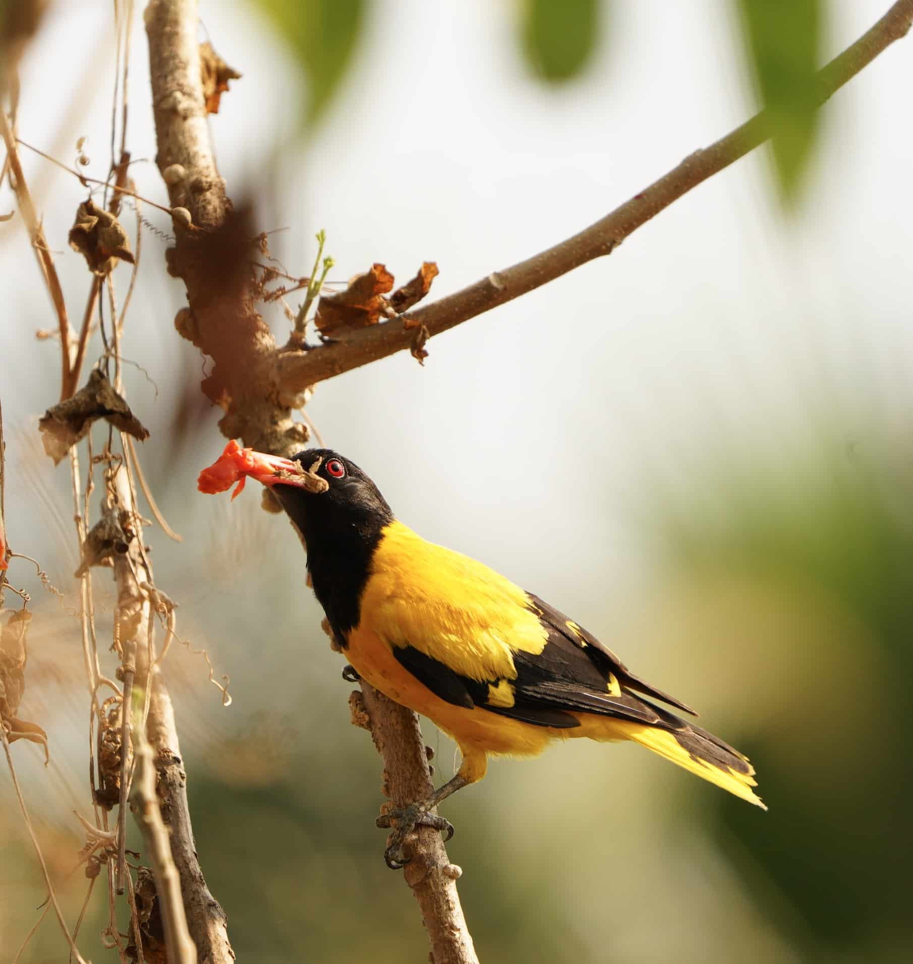 Hooded Oriole