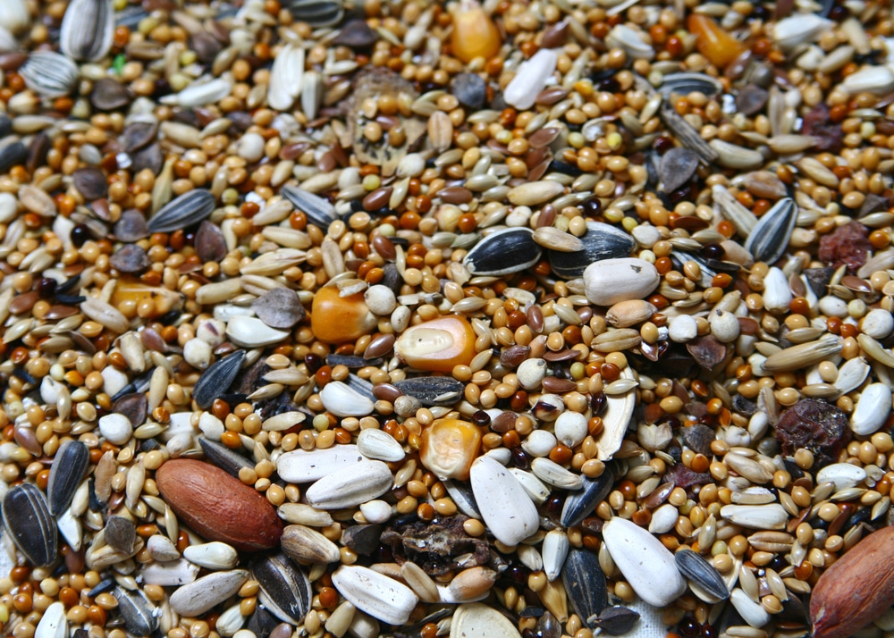 seeds that are good for common us birds