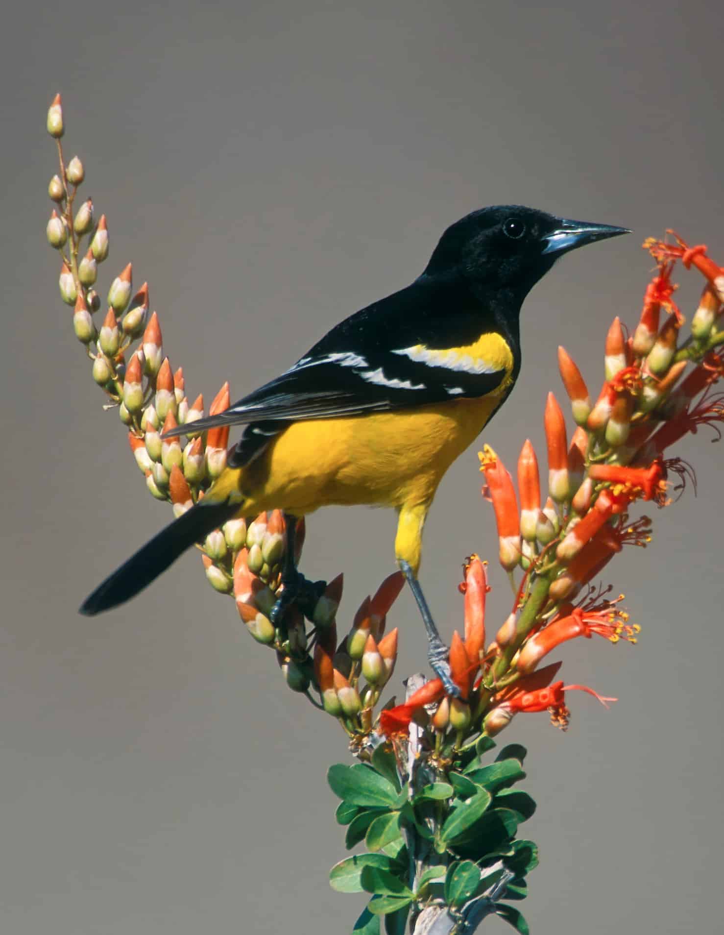 Scott's Oriole on a Flower