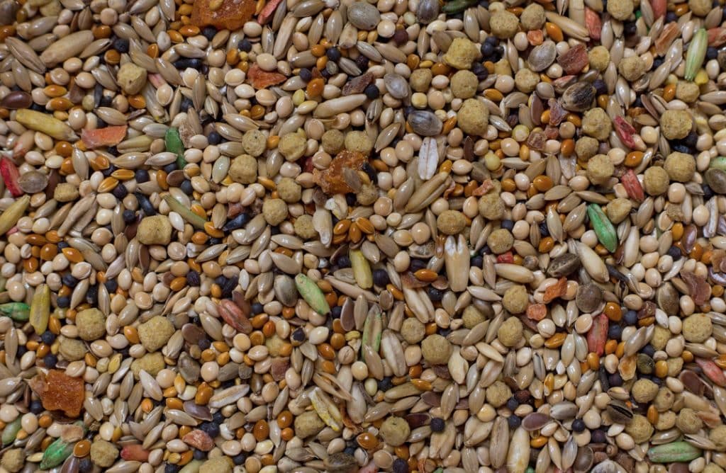 Many Bird Species Love Sesame Seeds
