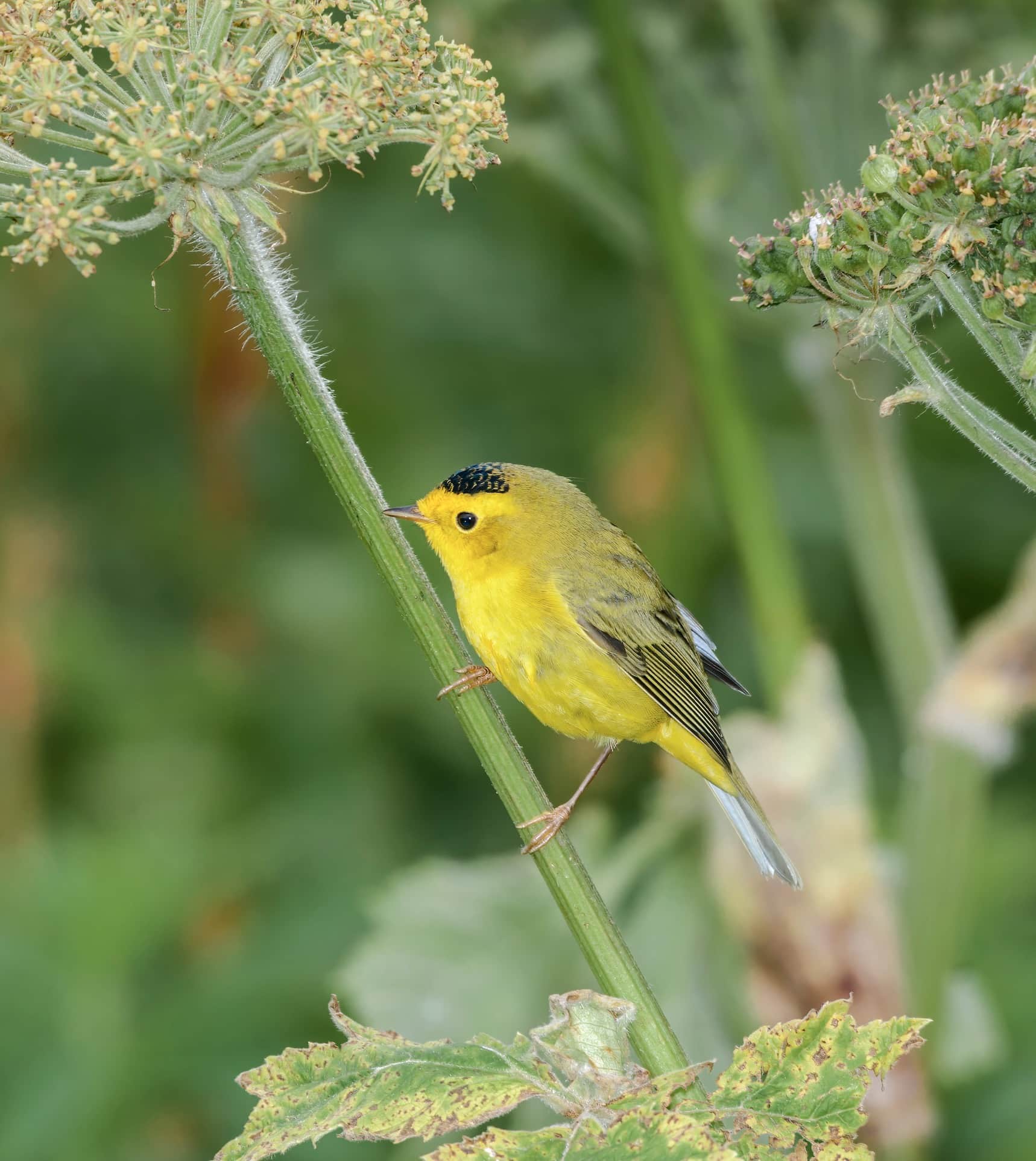 Wilsons Warbler on a flower stalk