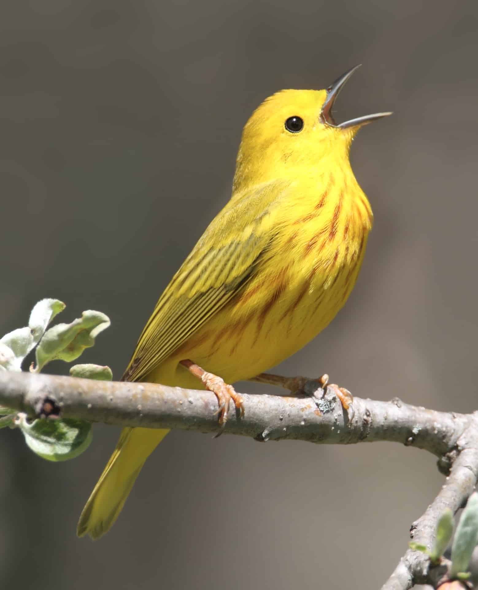 Yellow Warbler in a tree