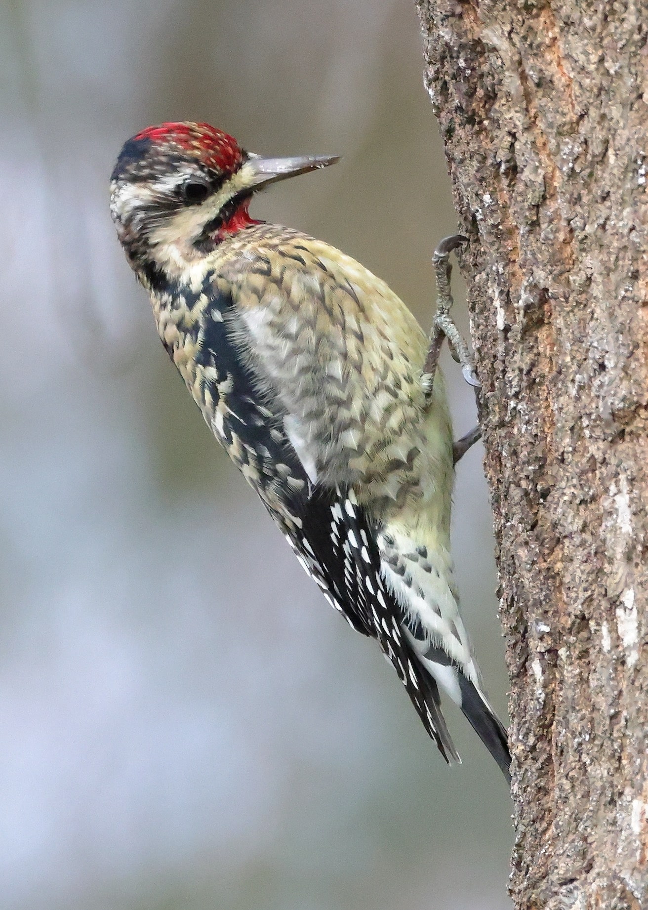 Yellow-bellied Sapsucker