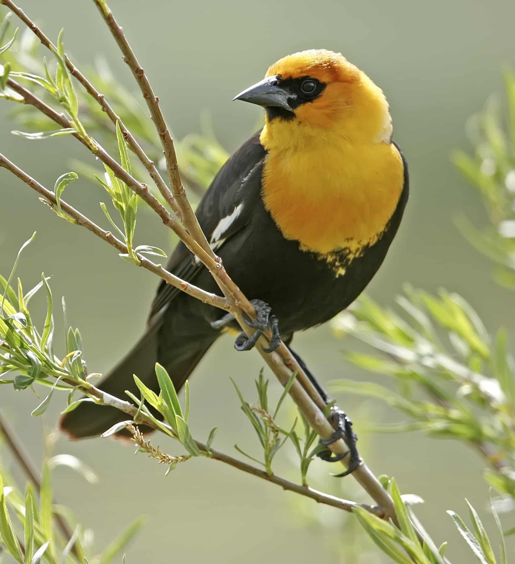 Yellow-headed Blackbird on a branch