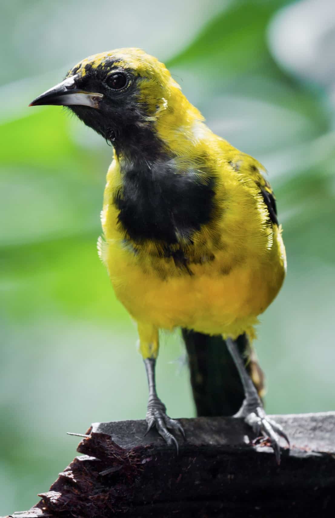 Yellow-tailed Oriole