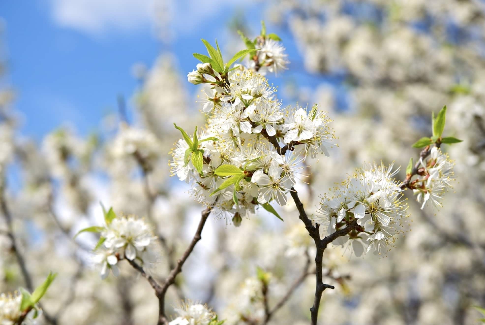 American Plum (Prunus americana)