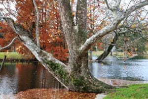 American Sycamore Tree in Texas