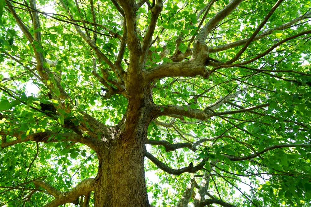 American Sycamore (Platanus occidentalis)