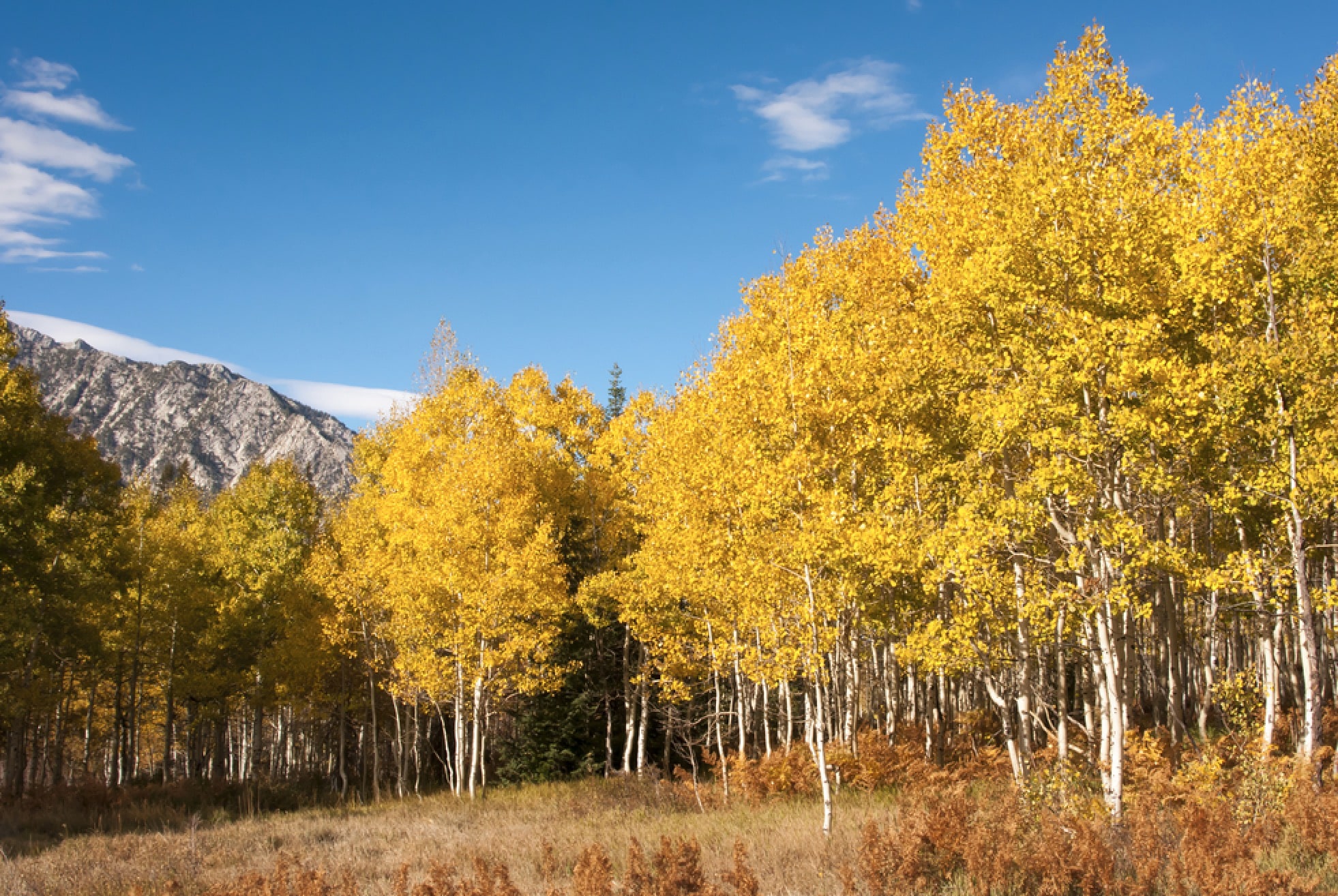 Aspen (Populus tremuloides) grwing in a texas meadow