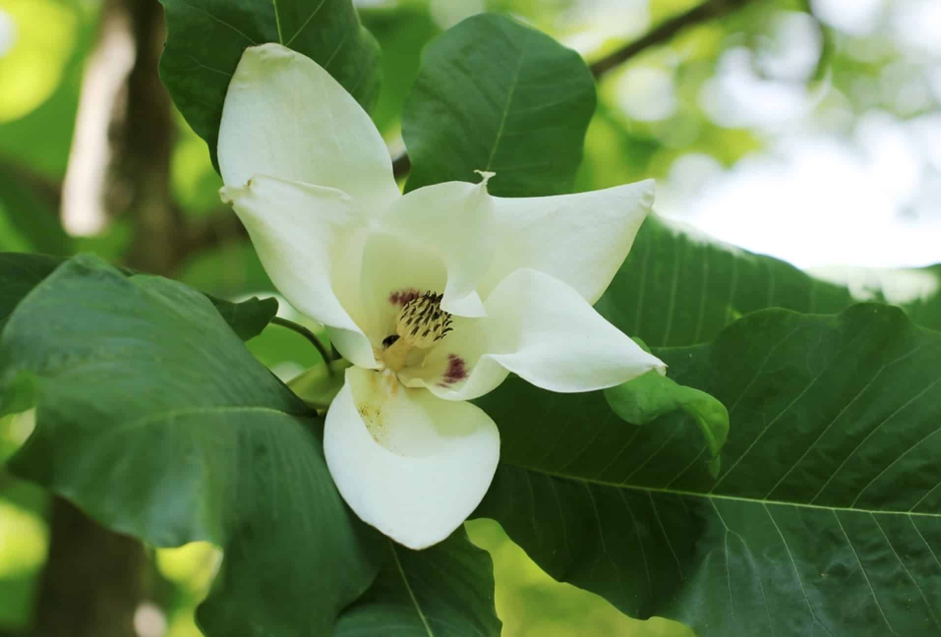 Bigleaf Magnolia (Magnolia macrophylla) growing in Wisconsin