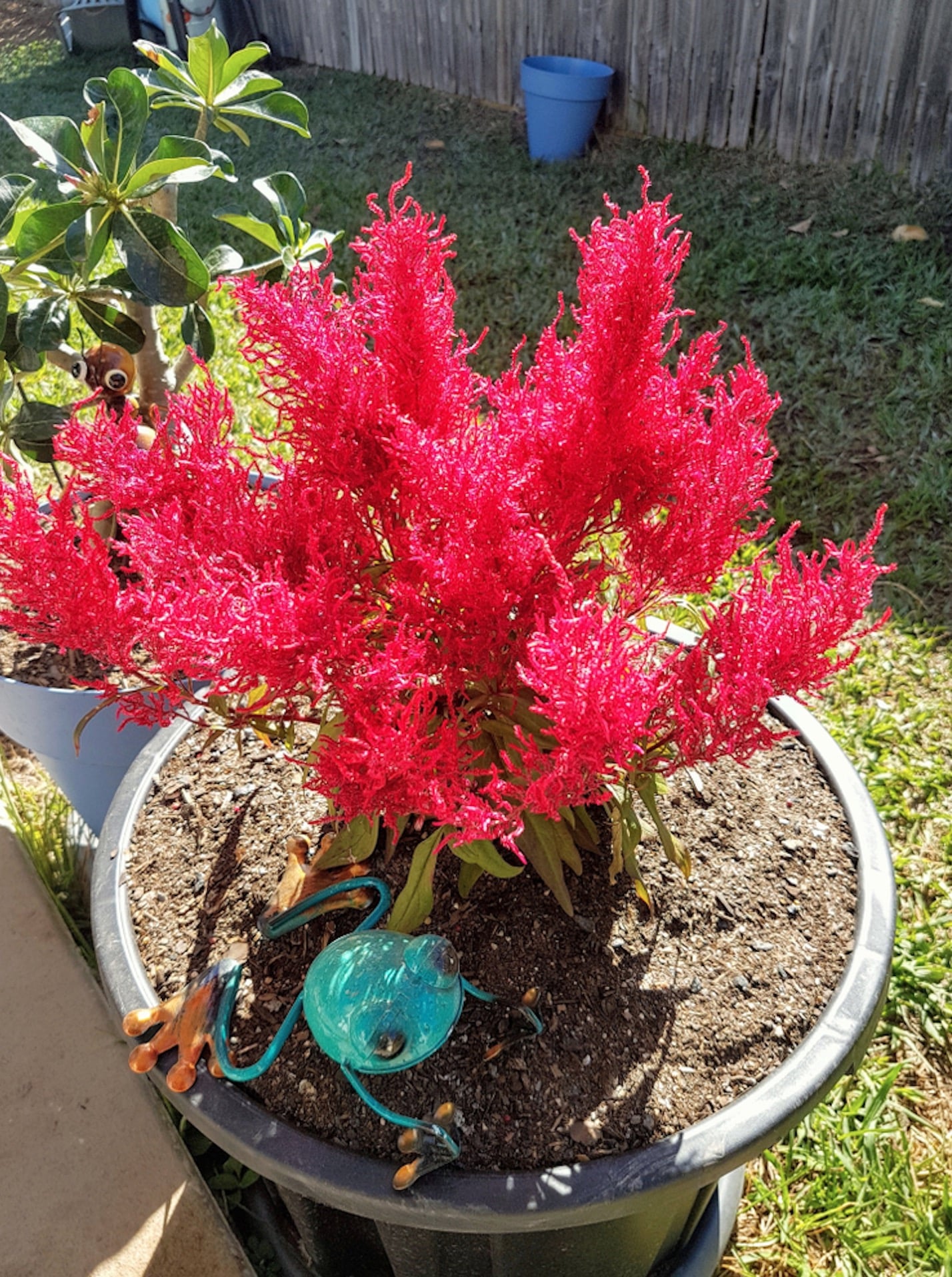 Dragon's Breath Plant