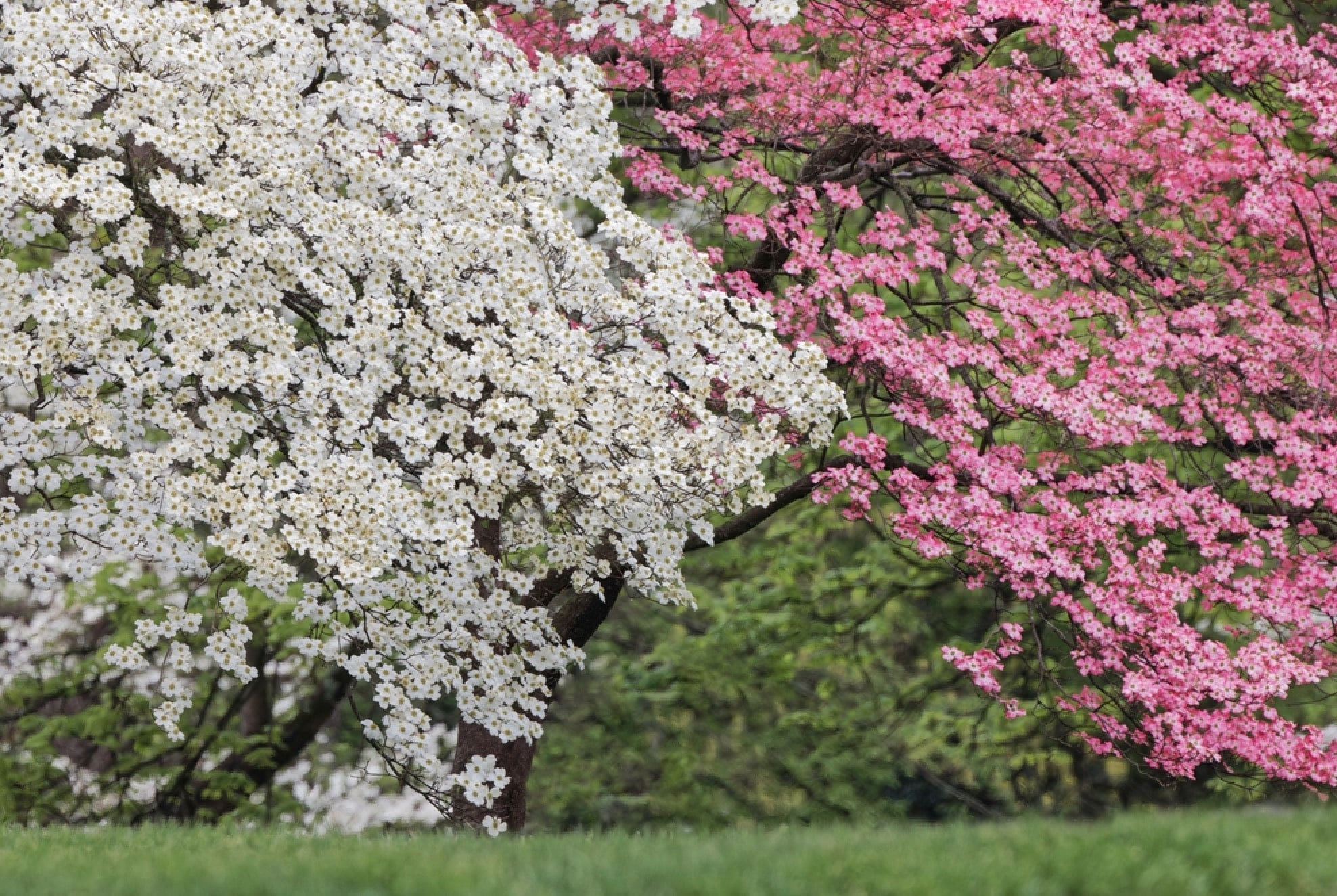 Flowering Dogwood (Cornus florida)