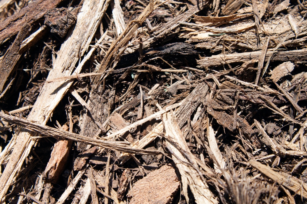 Hemlock Mulch