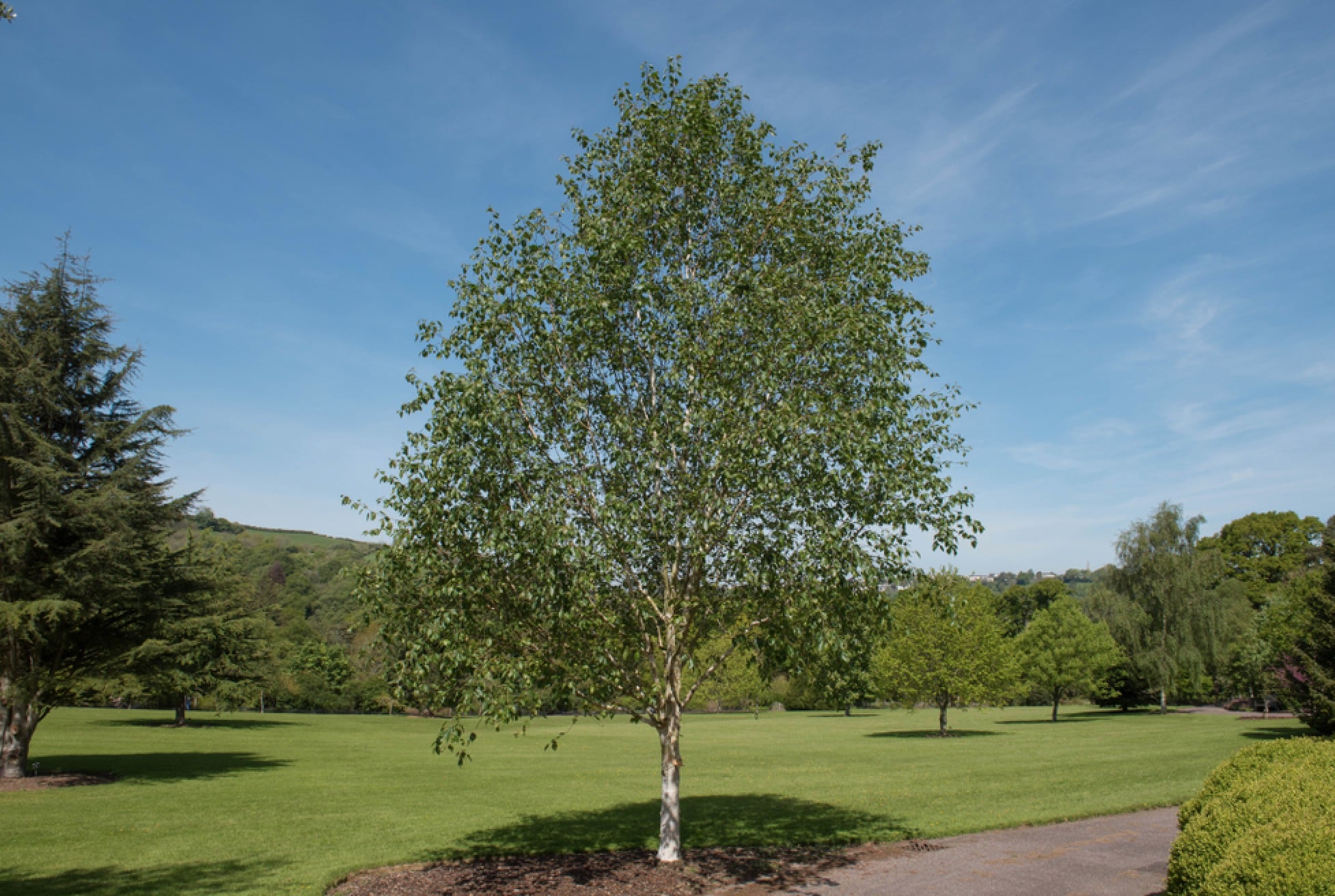 Himalayan Birch (Betula utilis) in the Springtime, growing in Texax