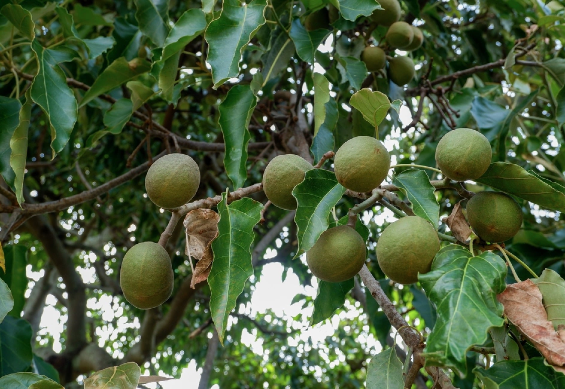 Kukui tree (Aleurites moluccanus)