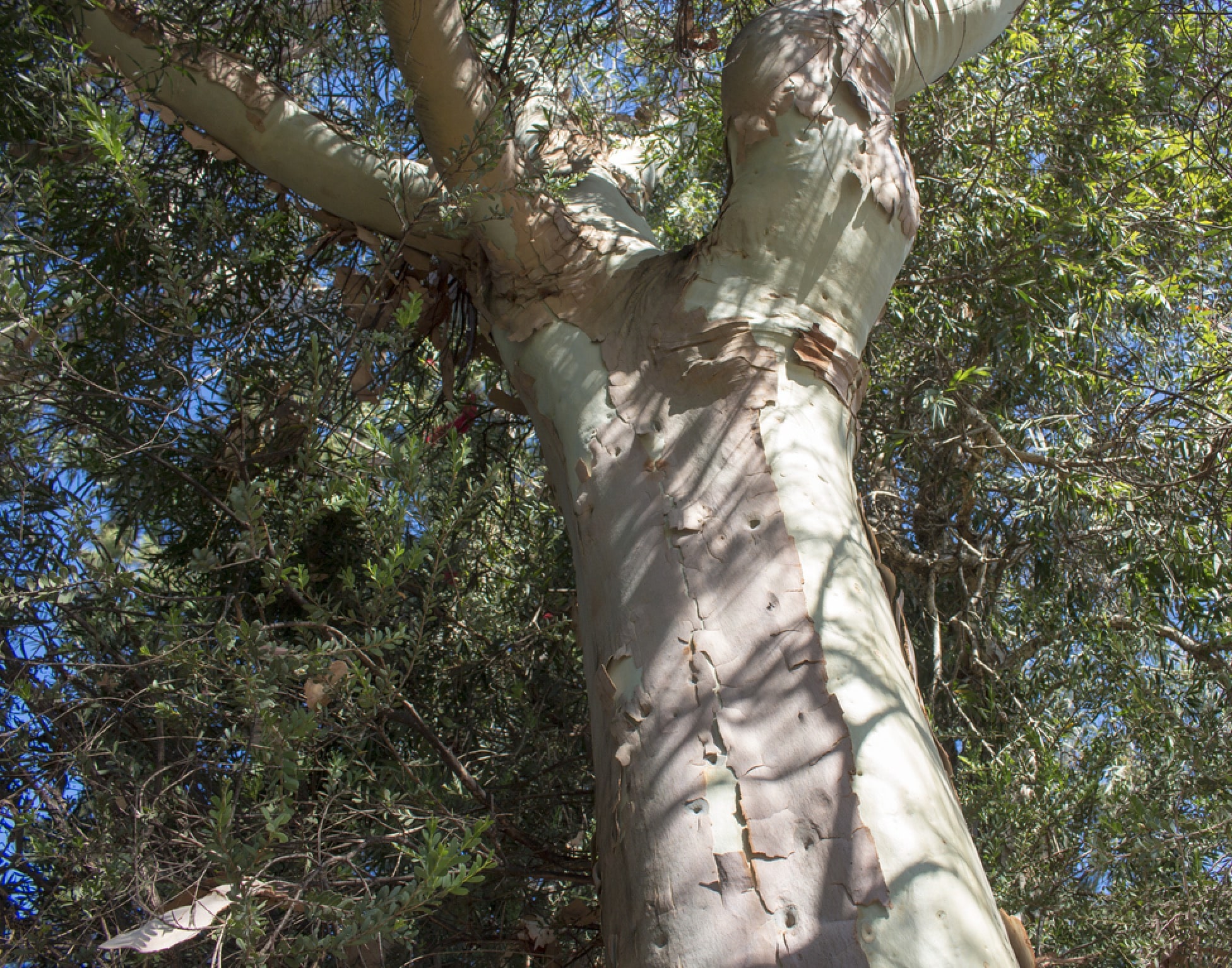 Lemon-scented Eucalyptus (Corymbia citriodora)