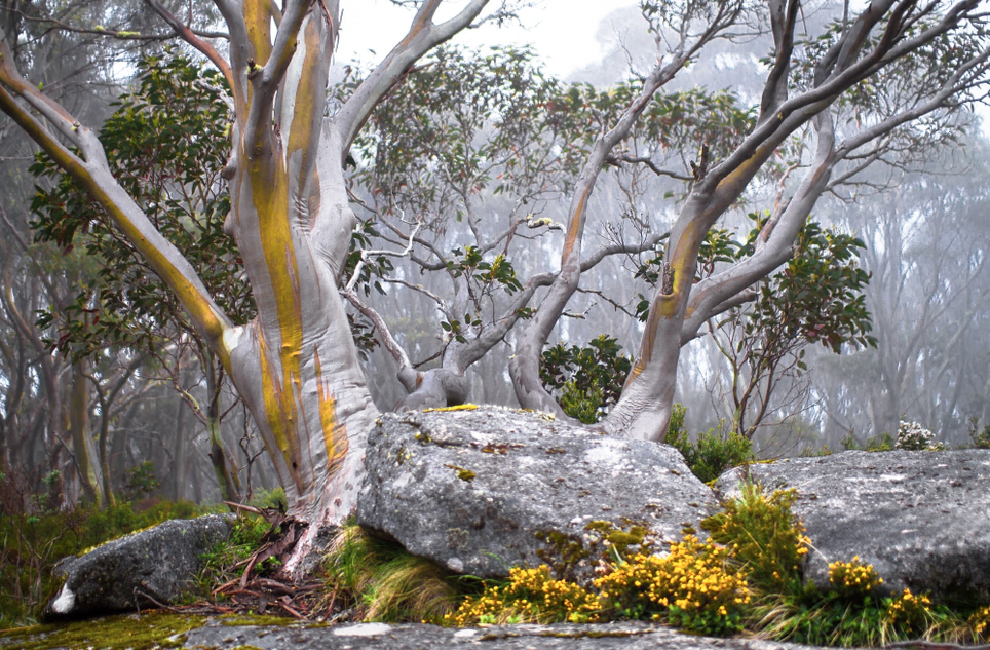 Snow Gum (Eucalyptus pauciflora) growing alone, surrounded by fog