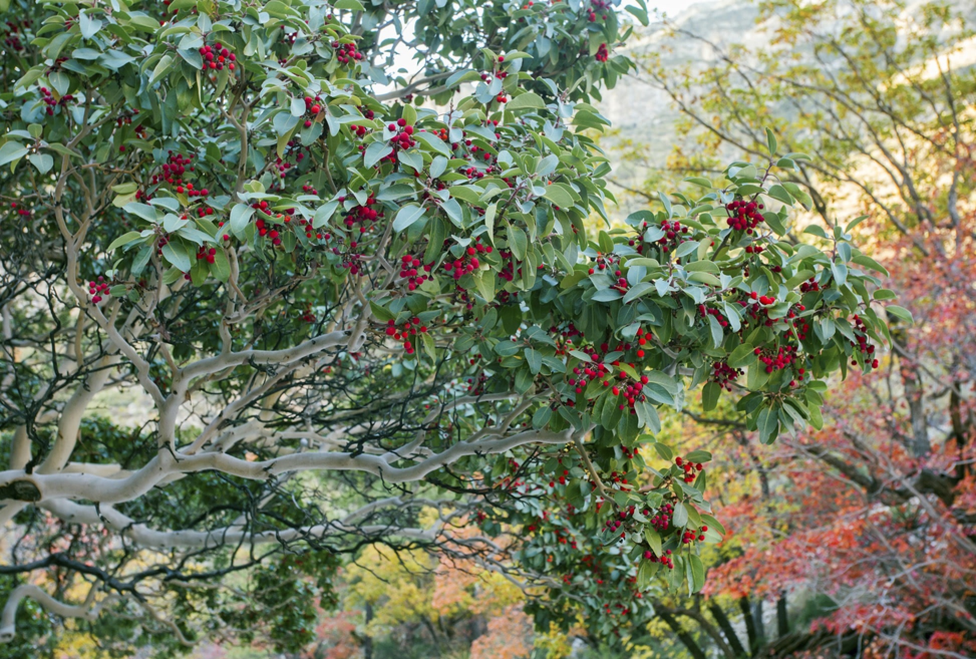 Texas Madrone (Arbutus xalapensis) Growing in the Dessert