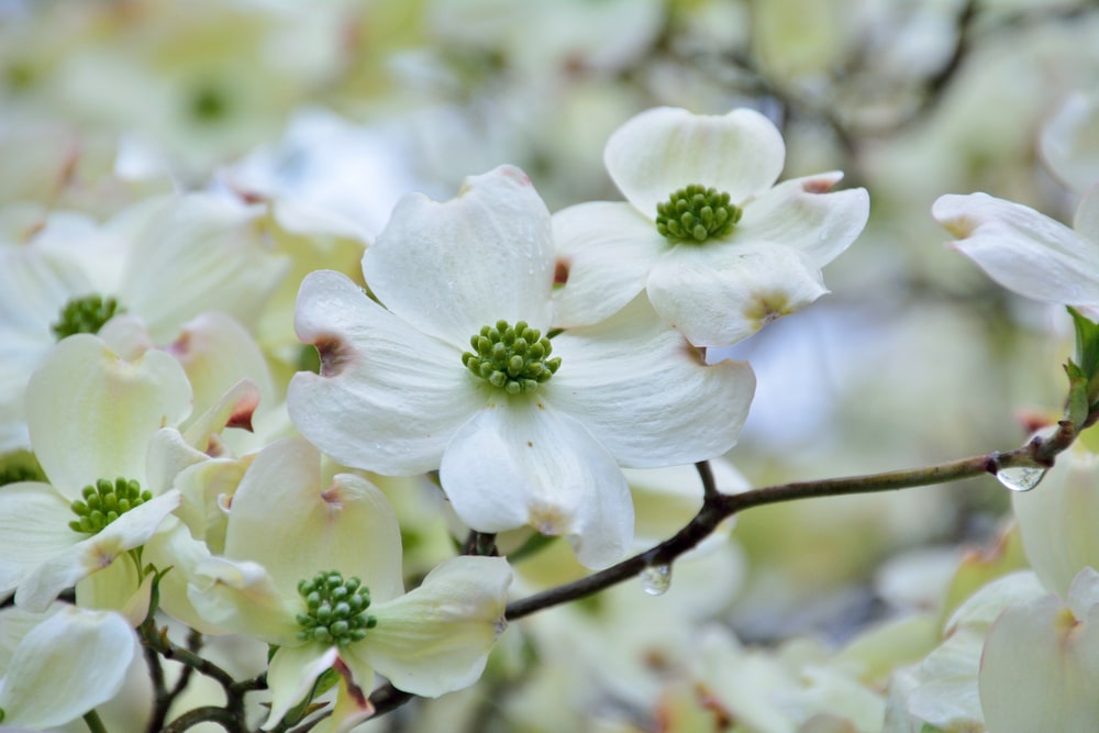 White flowering dogwood that grows in washington state natively