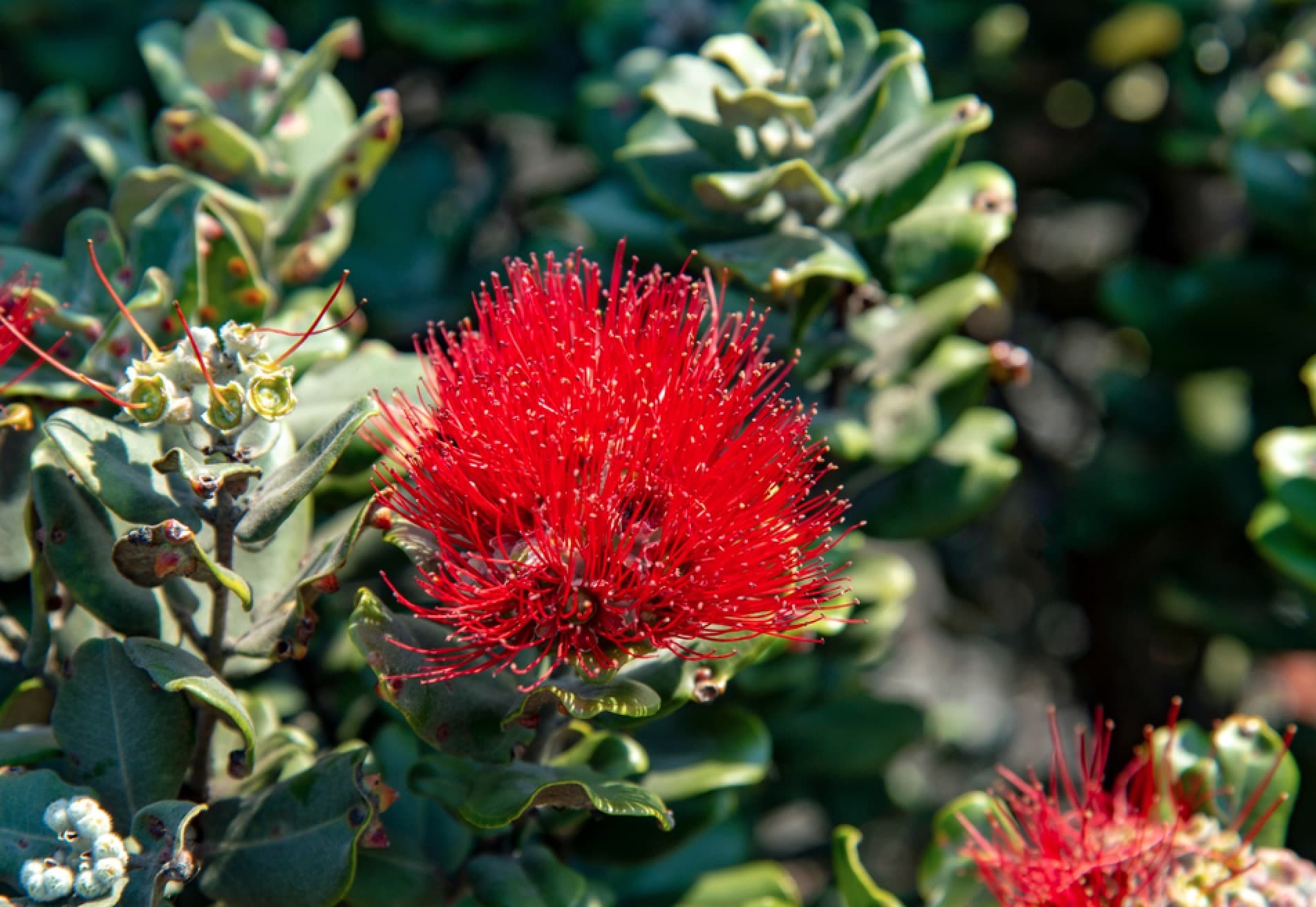 'ohi'a lehua