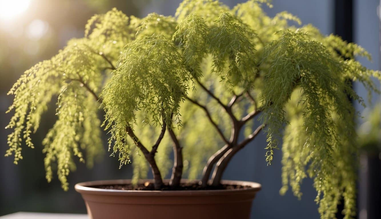 Curly willow planted in a container, watered and placed in a sunny spot. Regular pruning and fertilizing for healthy growth