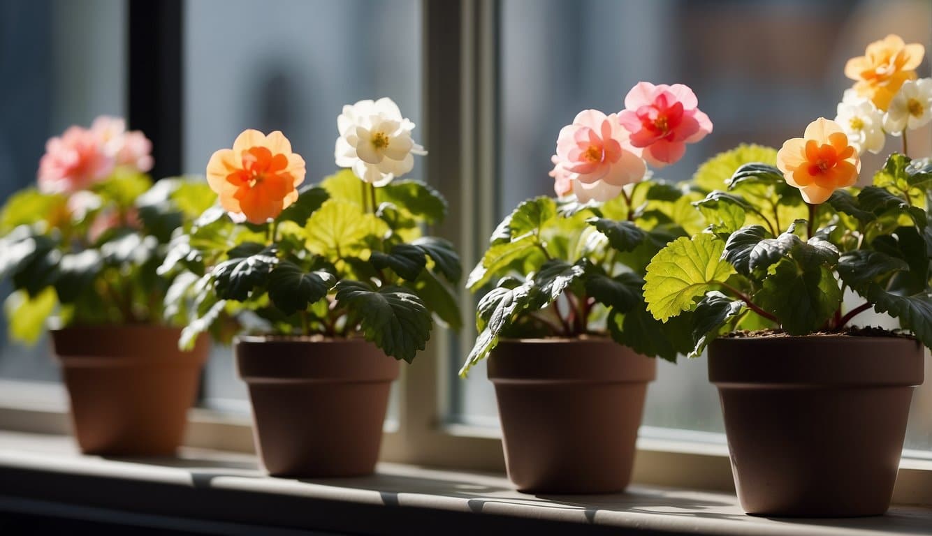 Amstel begonia plants in various colors and sizes arranged in pots on a sunny windowsill, adding a pop of color to the room
