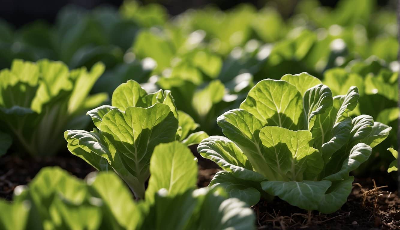 A green, leafy plant resembling lettuce, with curly edges and a crisp texture, sitting in a sunlit garden