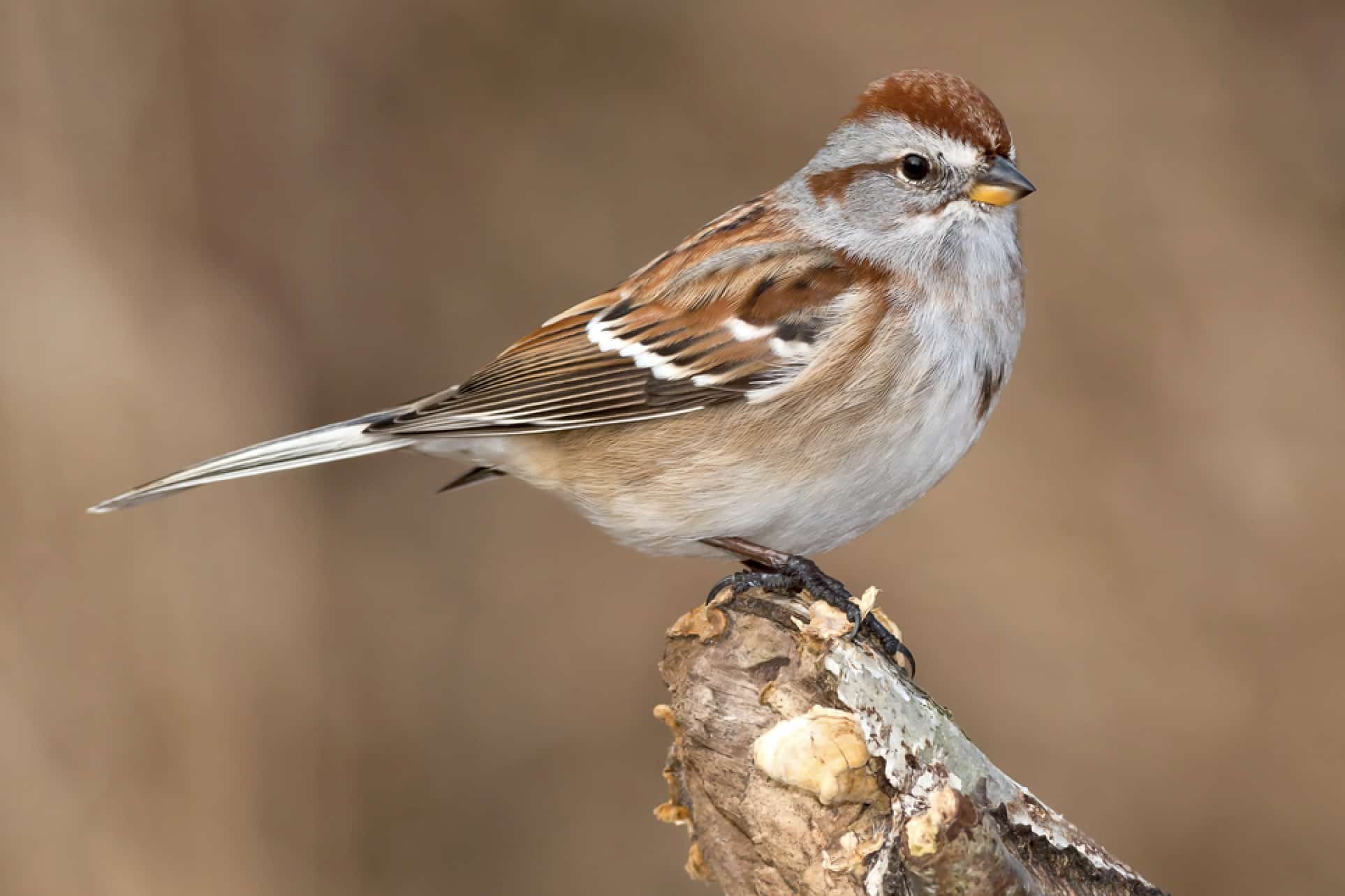 American Tree Sparrow (Spizelloides arborea)