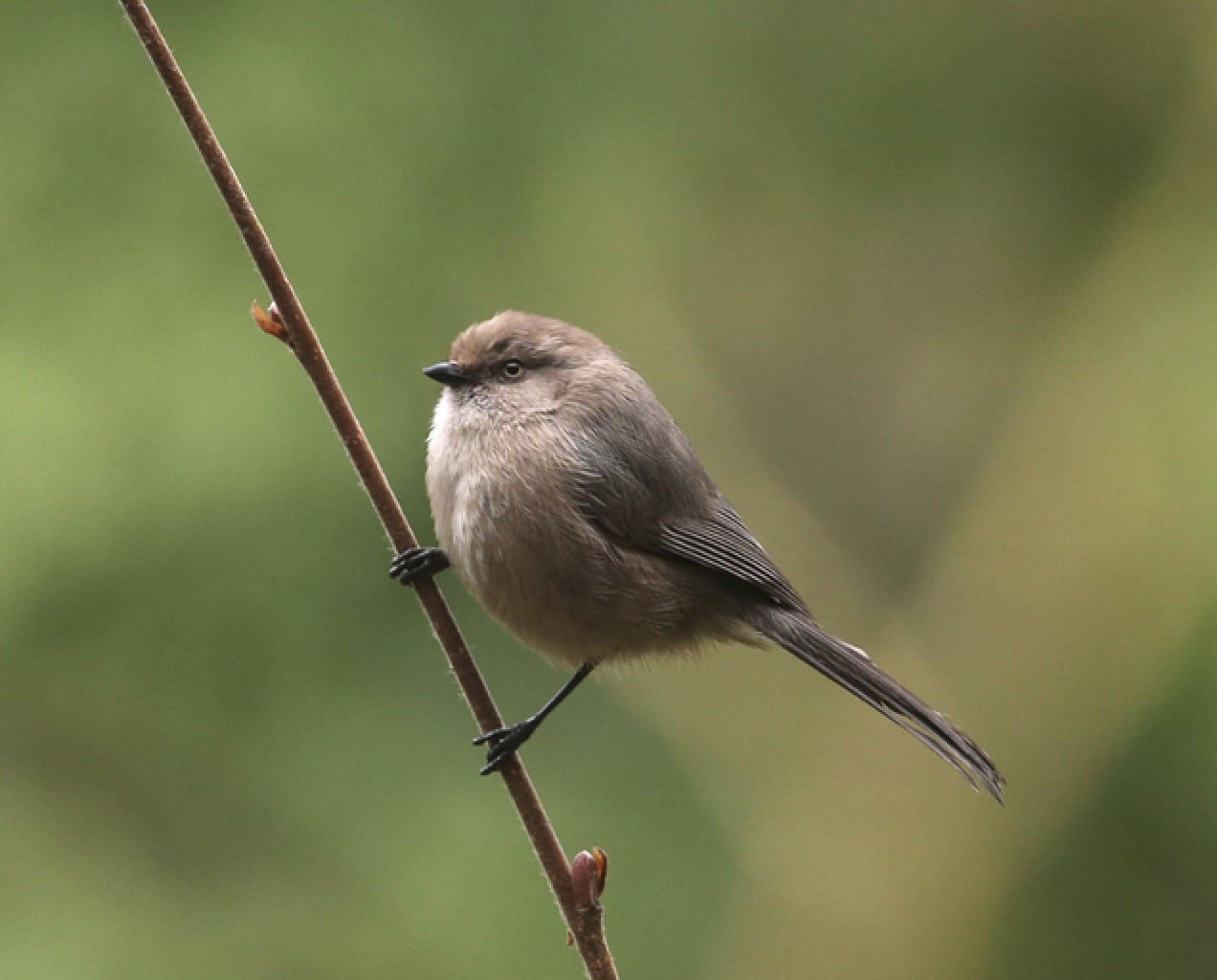 Bushtit (Psaltriparus minimus)