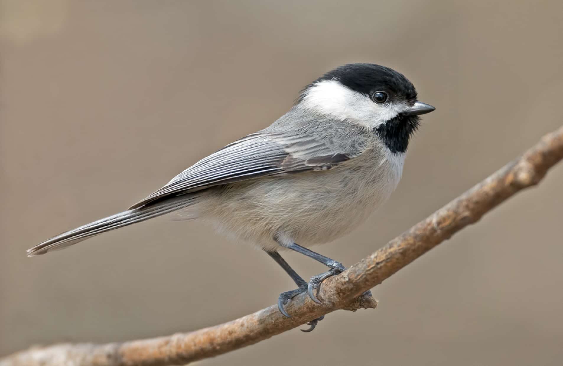 Carolina Chickadee (Poecile carolinensis)