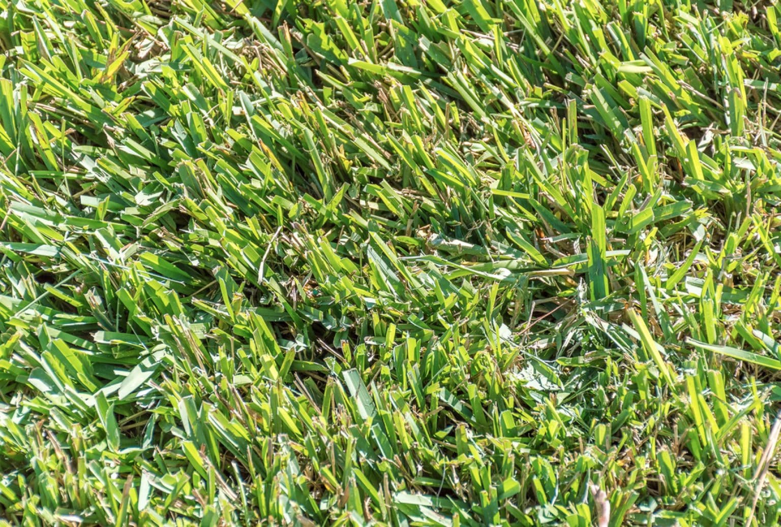 Does Centipede Grass Grow in Shade? Minimum Light Requirements GFL