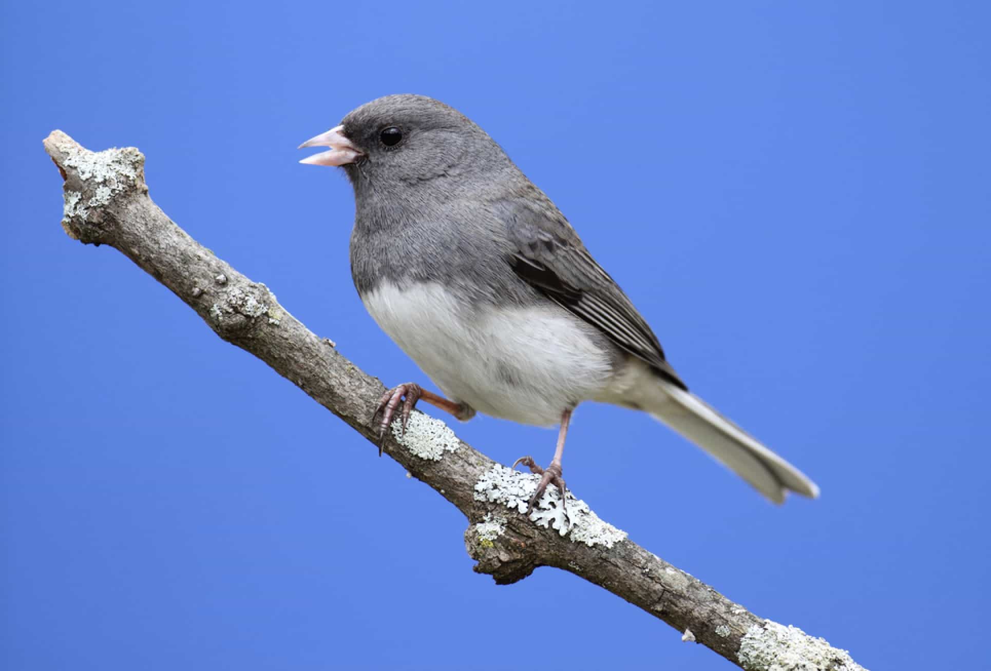 Dark-eyed Junco (Junco hyemalis)