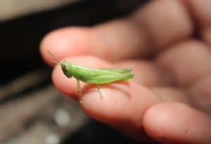 Grasshopper in the hand of a man
