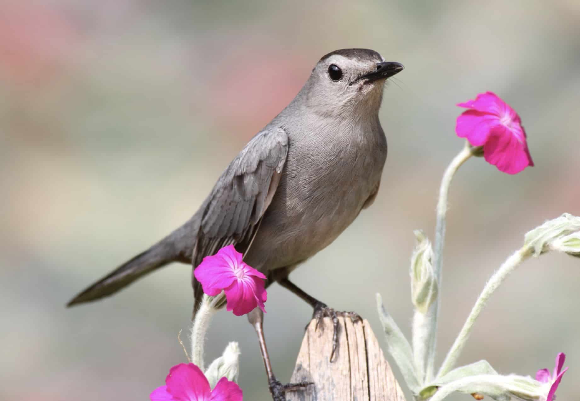 Gray Catbird (Dumetella carolinensis)